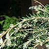 Tsuga canadensis 'Dwarf Whitetip', leaves