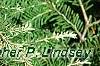 Tsuga canadensis 'Dwarf Whitetip', leaves