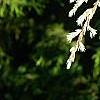 Tsuga canadensis 'Dwarf Whitetip', leaves