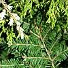 Tsuga canadensis 'Dwarf Whitetip', leaves