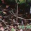 Tsuga canadensis 'Jervis', habit