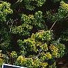 Tsuga canadensis 'Jervis', habit