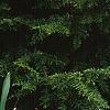 Tsuga canadensis 'Jervis', habit