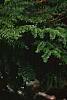Tsuga canadensis 'Jervis', habit