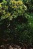 Tsuga canadensis 'Jervis', habit