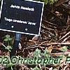 Tsuga canadensis 'Jervis', habit