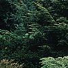 Tsuga canadensis 'Kingsville Spreader', habit