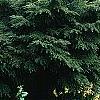 Tsuga canadensis 'Kingsville Spreader', habit