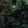 Tsuga canadensis 'Kingsville Spreader', habit
