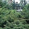 Tsuga canadensis 'Kingsville Spreader', habit