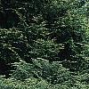 Tsuga canadensis 'Kingsville Spreader', habit