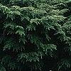 Tsuga canadensis 'Kingsville Spreader', habit