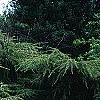 Tsuga canadensis 'Kingsville Spreader', habit