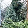 Tsuga canadensis 'Pendula', habit
