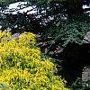 Tsuga canadensis 'Pendula', habit