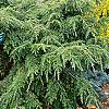Tsuga canadensis 'Pendula', habit