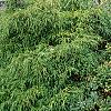 Tsuga canadensis 'Pendula', habit