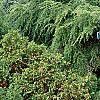 Tsuga canadensis 'Pendula', habit