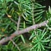 Tsuga caroliniana, leaves
