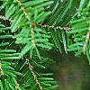Tsuga caroliniana, leaves
