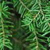 Tsuga caroliniana, leaves