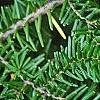 Tsuga caroliniana, leaves
