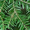 Tsuga caroliniana, leaves