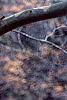 Platanus x acerifolia 'Liberty', bark