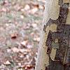 Platanus x acerifolia 'Liberty', bark