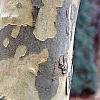 Platanus x acerifolia 'Liberty', bark