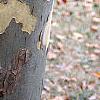 Platanus x acerifolia 'Liberty', bark
