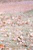 Platanus x acerifolia 'Liberty', bark