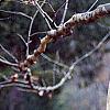 Platanus x acerifolia 'Liberty', bark