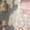 Platanus x acerifolia 'Liberty', bark