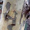 Platanus x acerifolia 'Liberty', bark