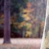 Platanus x acerifolia 'Liberty', bark