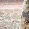 Platanus x acerifolia 'Liberty', bark