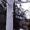 Platanus x acerifolia 'Suttneri', bark