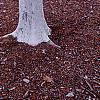 Platanus x acerifolia 'Suttneri', bark