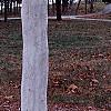 Platanus x acerifolia 'Suttneri', bark