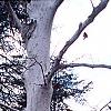 Platanus x acerifolia 'Suttneri', bark