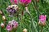 Armeria 'Bloodstone', flowers