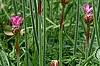 Armeria 'Bloodstone', flowers