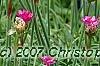 Armeria 'Bloodstone', flowers