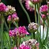 Armeria 'Bloodstone', flowers