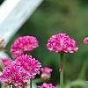 Armeria 'Bloodstone', flowers