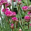 Armeria 'Bloodstone', flowers
