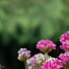 Armeria 'Bloodstone', flowers