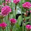 Armeria 'Bloodstone', flowers
