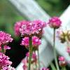 Armeria 'Bloodstone', flowers